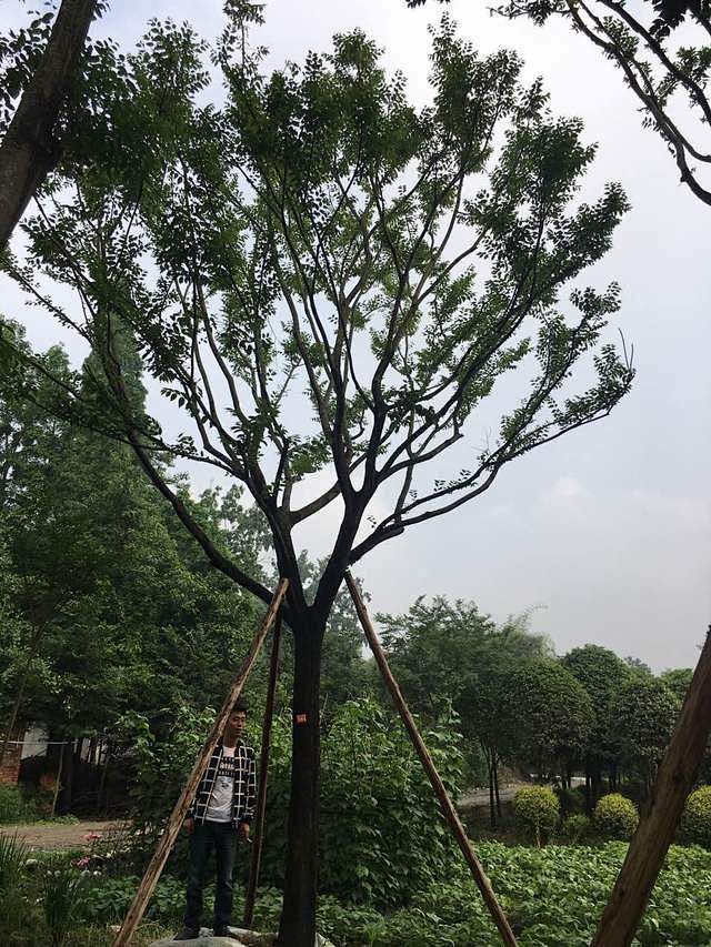 黄连木