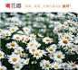 #花瓣花语录#图上看着会让人内心柔软的小植物并非雏菊（Bellis perennis），而是菊科的另一种观赏花卉—木茼蒿，也就是大名鼎鼎的玛格丽特花。 花语：期待的爱；请想念我！