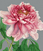 Tree Peony: 