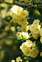 pictures of Rosa banksiae 'Lutea' | モッコウバラ＊Rosa Banksiae Lutea | Flickr - Photo Sharing!