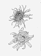 菊花_新图网 https://www.ixintu.com 菊花 花卉线稿 白描