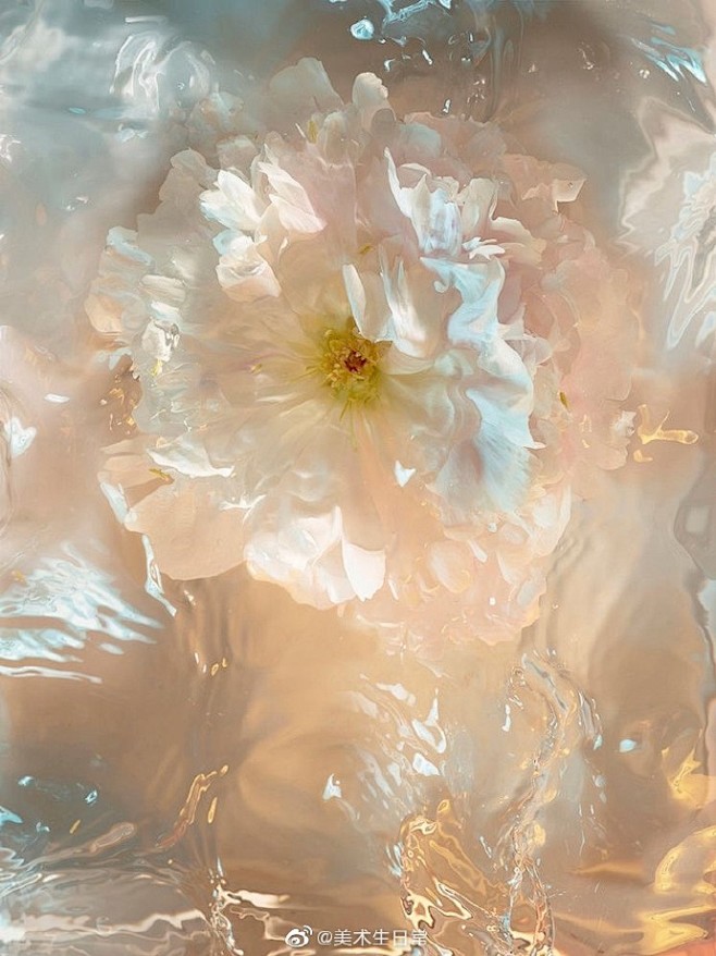 镜花水月