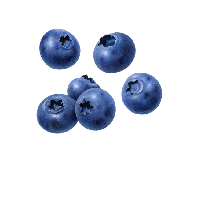 蓝莓 熊果苷 PNG 素材 
