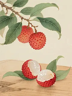国画插画|垂涎欲滴妃子笑 - 小红书