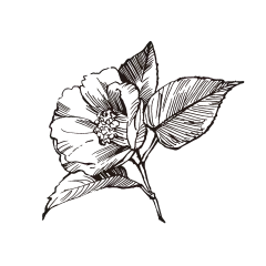山茶花