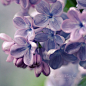丁香

　　属落叶灌木或小乔木

　　花两性，呈顶生或侧生的圆锥花序，花色以白色和紫色为居多

　　因为丁香花多成簇开放，好似结。称之为“丁结，百结花”。