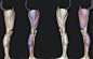 Leg Anatomy