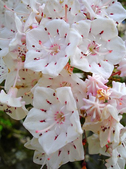 mountain laurel bloo...