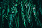 Tropical green leaves on dark background