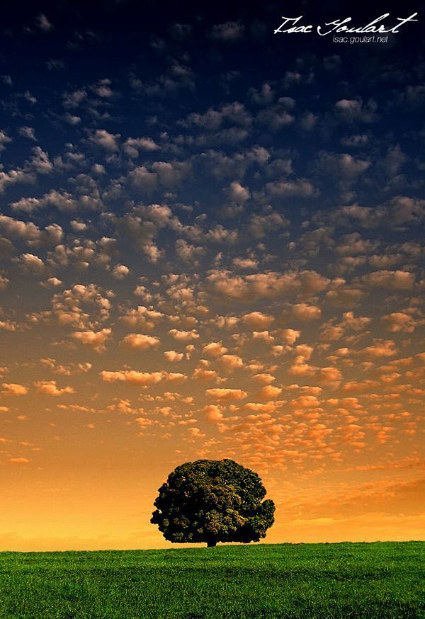 The Lonely Tree - Re...