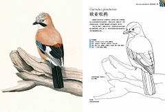 hui鲸采集到DW_动物