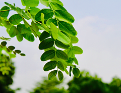 Kassen采集到植物