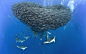 英国摄影师 Christopher Swann 捕捉的水下场面，成千上万的鱼群与鲨鱼之间的冲击。
