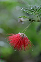 花季的烂漫，雨季的忧伤，随着年轮渐渐淡…