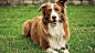 General 1920x1080 dog Border Collie animals grass