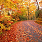 another leaf-covered roadway: 