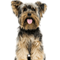 Yorkshire Terrier: Character & Ownership - Dog Breed Pictures - dogbible