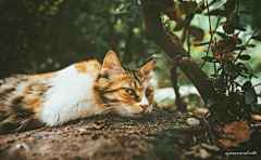 11yue采集到猫猫