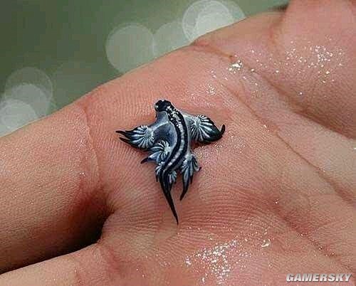 大西洋海神海蛞蝓 ( Glaucus A...