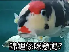 锦鲤表情包