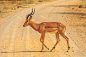 Male Impala crossing a road