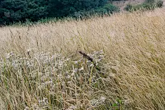 黄色的干草地上的山美丽的背景壁纸