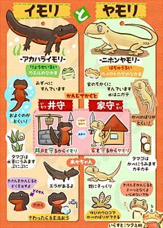 イモリとヤモリ