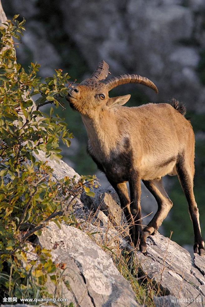 偶蹄目牛科羊亚科西班牙羱羊