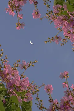 向前看 前方有星月可以寄望 有宇宙浪漫不止
浪漫‖壁纸‖好心情‖花
cr:logo