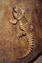 蜥蜴目·非洲蜥蜴科·绳蜥属：犰狳环尾蜥