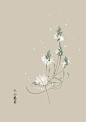 五月份的生日花1~16号-artistic青尘_artistic青尘,生日花,唯美,小清新