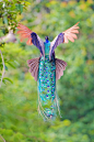 The peacock is the Kanye West of birds. After all, they do have over 200 colorful elongated feathers that attract not just their potential partners, but many people's attention and cameras, too.:
