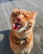 Photo by ~Ｎａｒｕｔｏ ＆ Ｍｉｒａ~ in Norway. May be a closeup of cat.