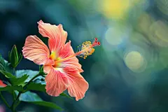 木槿花花蕊植物摄影图