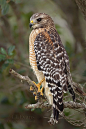 magicfran:

Red-shouldered Hawk by ChristinaLEvans on Flickr.