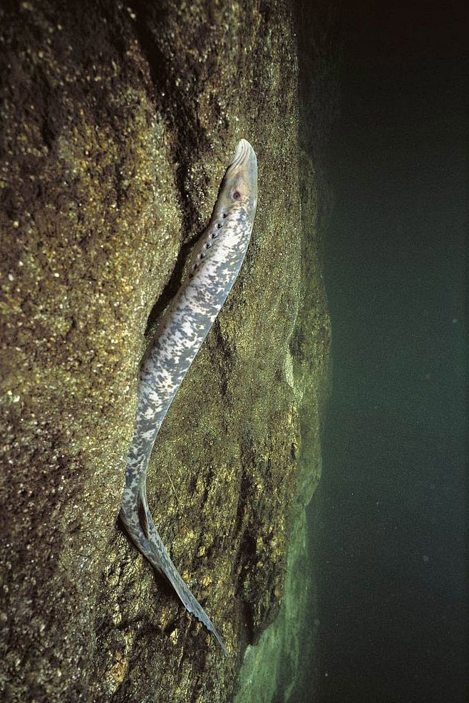 七鳃鳗目七鳃鳗科海七鳃鳗