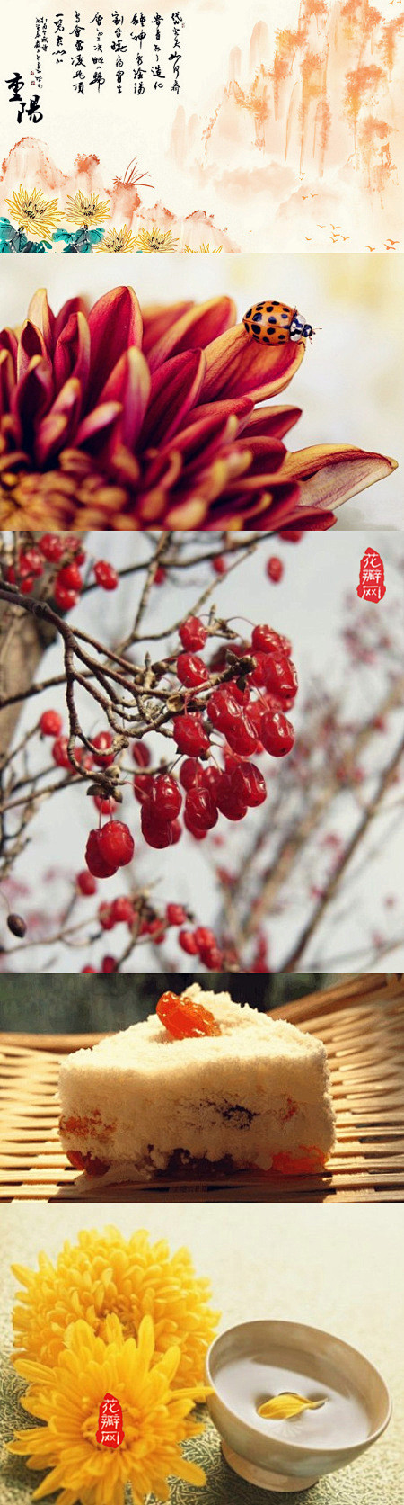 #花瓣小百科#重阳节，又称“踏秋”，每年...