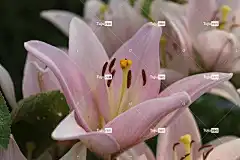 花 紫罗兰花 紫色的 花壁纸 紫色 花卉背景 植物 自然 花园