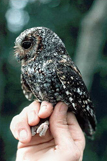 鸮形目鸱鸮科美洲角鸮属美洲角鸮