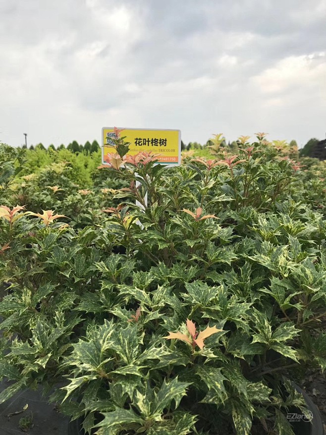 花叶柊树