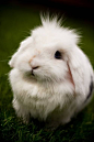 lop bunny