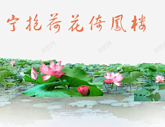宋令行采集到荷塘素材