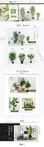 绿植首页 