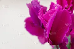 美丽的玫瑰花瓣，白色背景上的花朵，背景图像或生日贺卡的概念，为另一个节日。