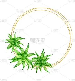 水彩芦荟圆形框架与金色圈孤立在白色背景。鲜绿多汁的花圈。芦荟植物绘图，几何模板与复制空间的名片，邀请