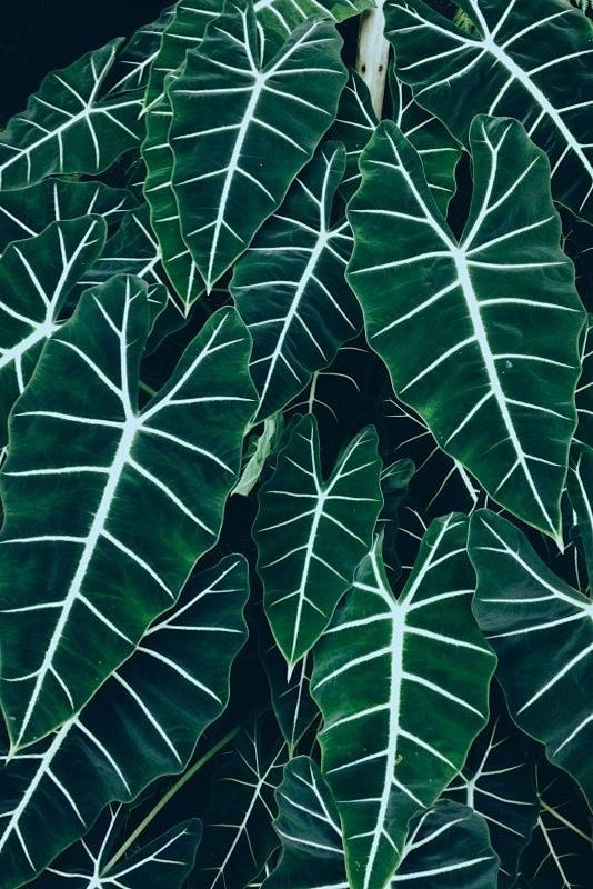 早 ​​​​#植物##叶子