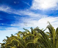棕榈树的顶端，多云的蓝天背景。异国目的地的热带植物。