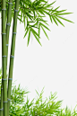 绿色竹子植物高清素材 植物 竹子 绿色 元素 免抠png 设计图片 免费下载 页面网页 平面电商 创意素材