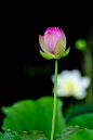 #微距# #鲜花# #荷花# 灬铃兰灬采集