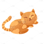 冬季室内活动场景-猫